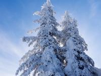 Eisüberzogene Tannen im Gegenlicht